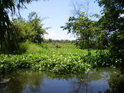 Landschaft im Isaan