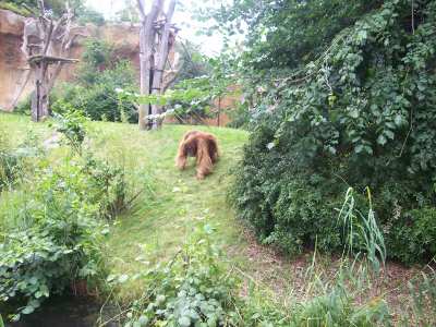 Orang Utan Zoo Leipzig